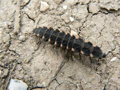 16 Oil beetle larvae